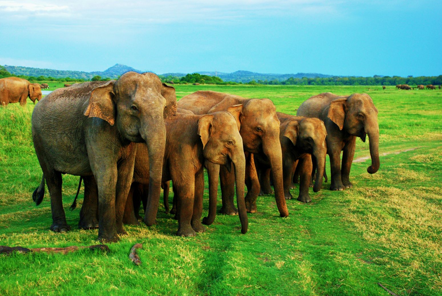 elephants