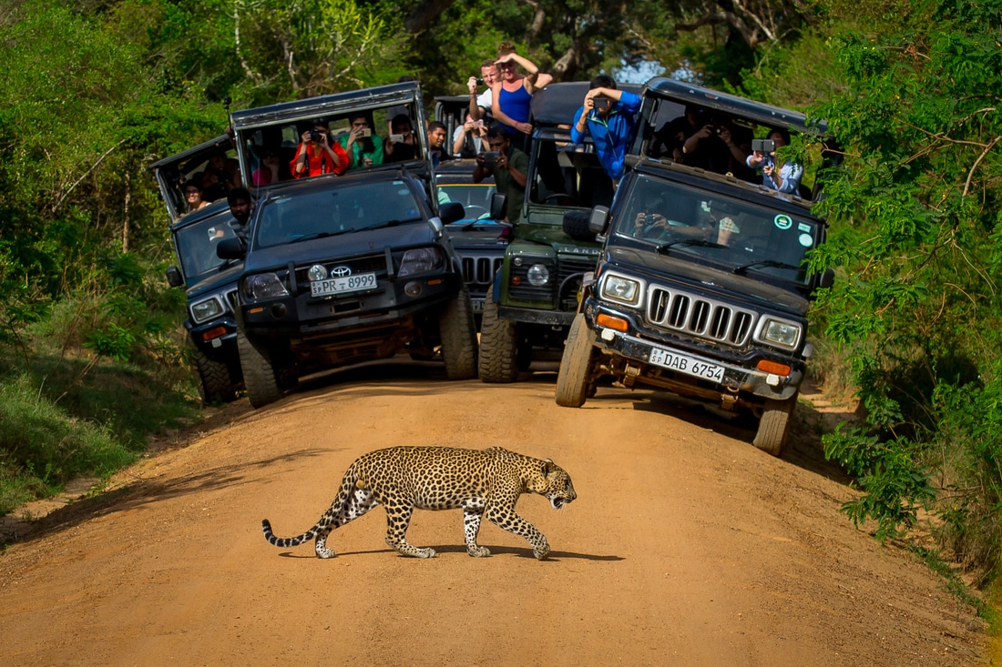 istock-leopard-jeeps-591442152_4_orig